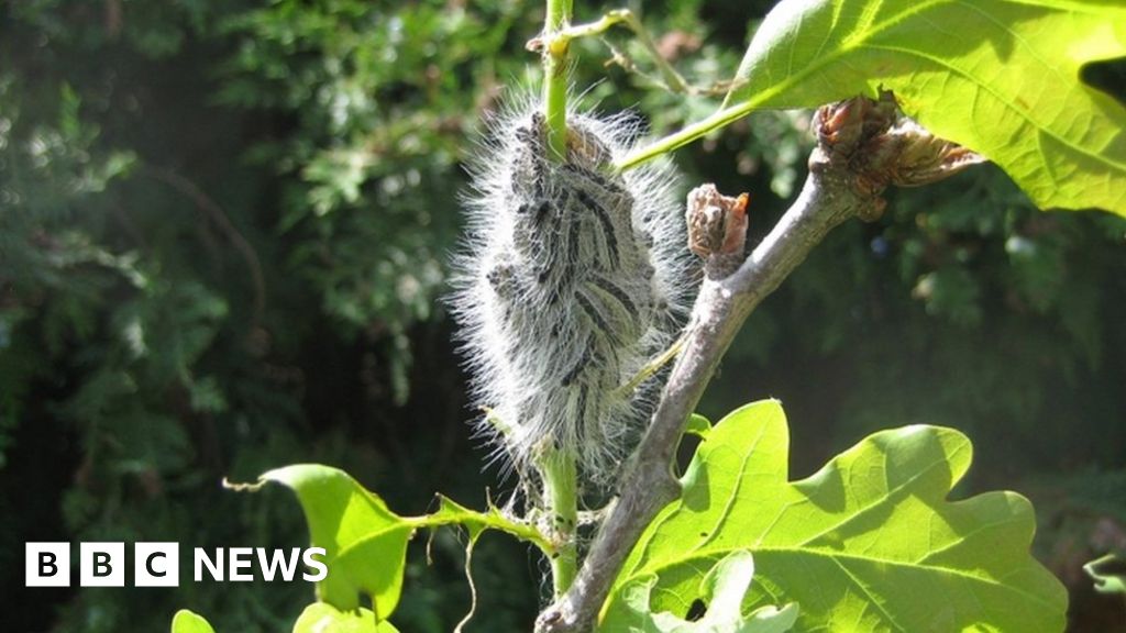 Oak Processionary Moth Pest Discovered On Cardiff Trees BBC News    107843674 Tv016391921 