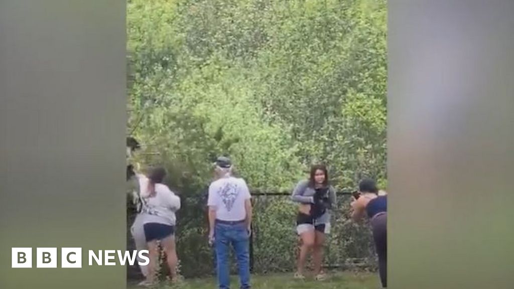 Video captures people pulling black bear cubs from trees for photos
