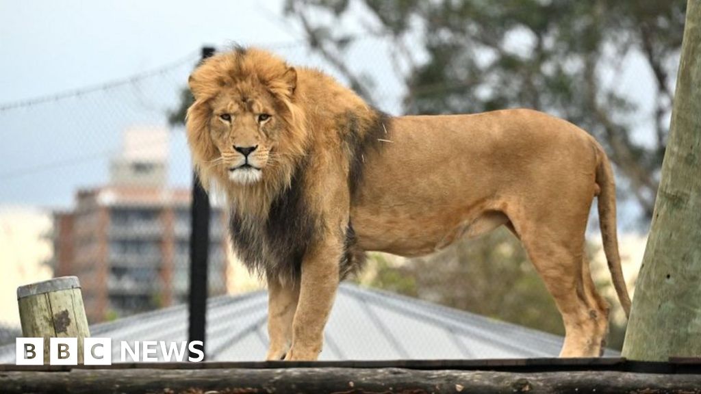 Taronga Zoo: Five lions escape exhibit at Sydney zoo