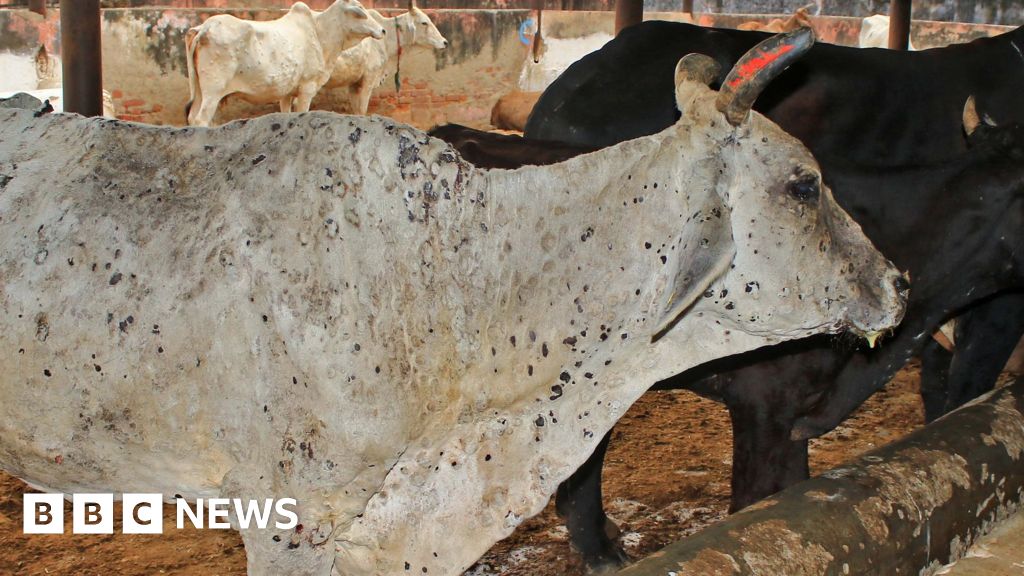 lumpy-skin-disease-viral-cattle-disease-sends-rumours-flying-in-india