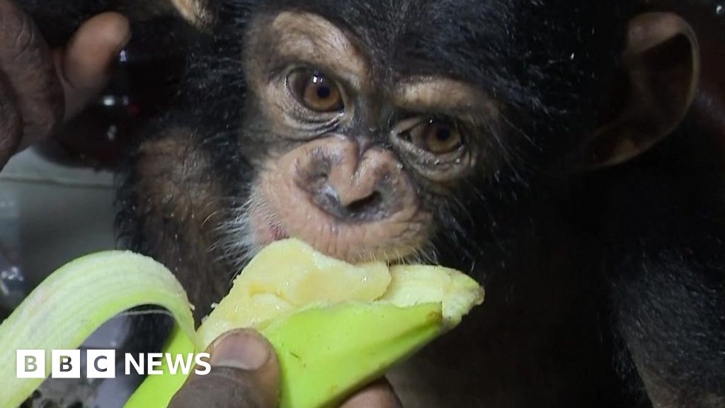 Baby chimp rescued from Ivory Coast traffickers' ring - BBC News