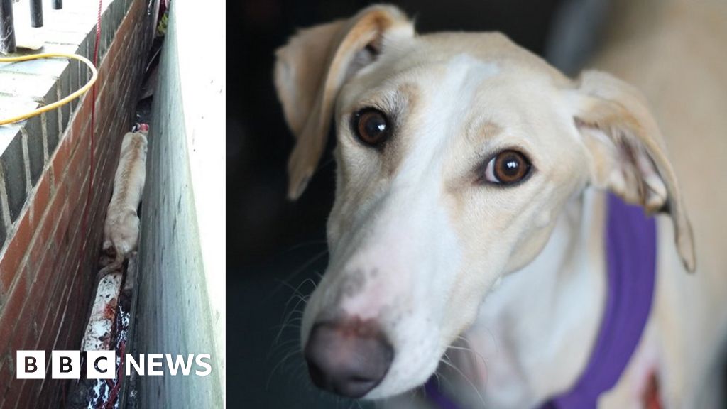 Dog 'stuck in gap' needs rehoming after Cardiff rescue