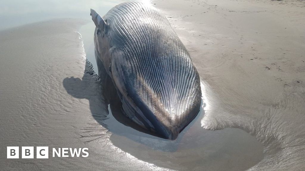 Whale found dead on North Yorkshire beach 