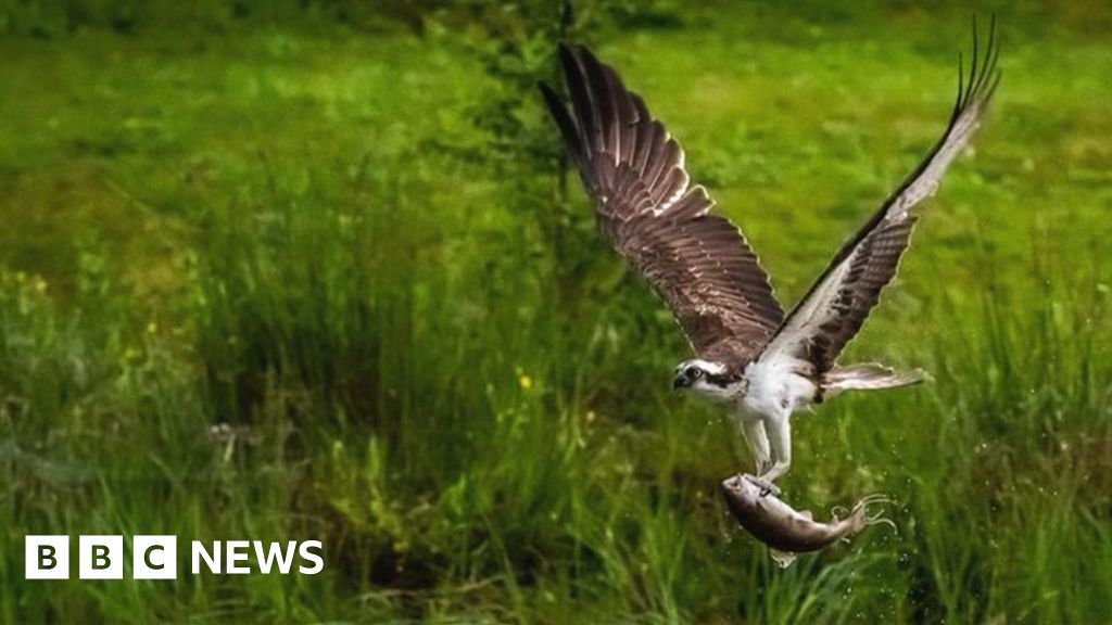 Your pictures of Scotland 30 July - 6 August - BBC News