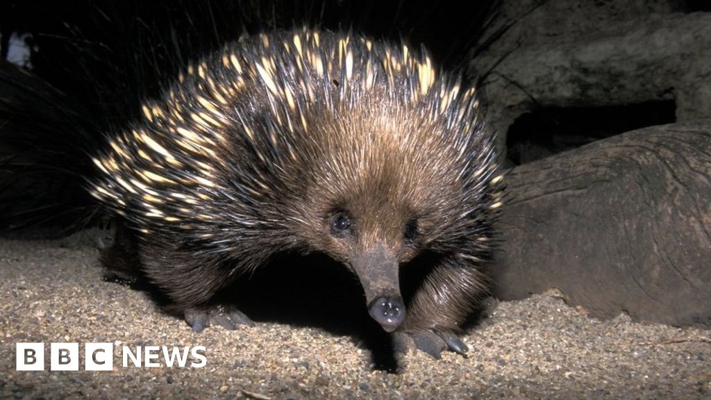 ハリネズミ、カタツムリ、不気味な植物…デービッド・アッテンボロー卿にちなんで名付けられた種