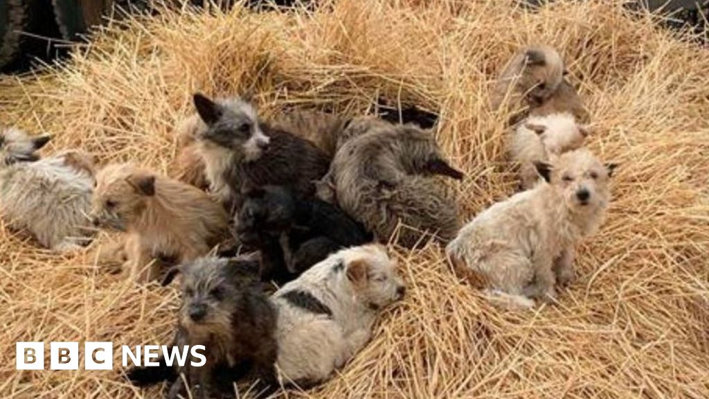 Puppies Rescued In Willingham Travellers Site Raid Bbc News