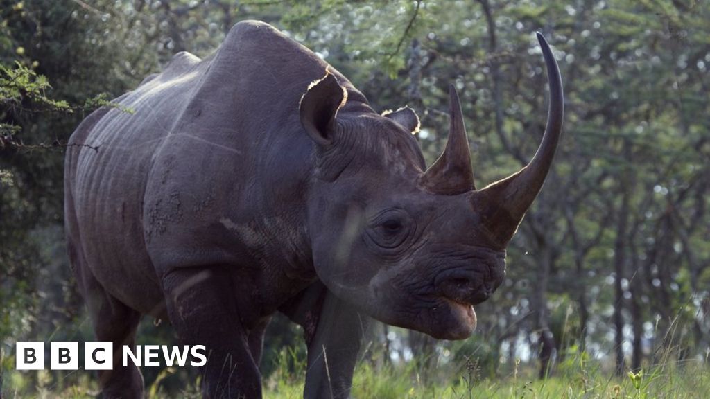 Rare black rhino head found in Doncaster Museum archive - BBC News