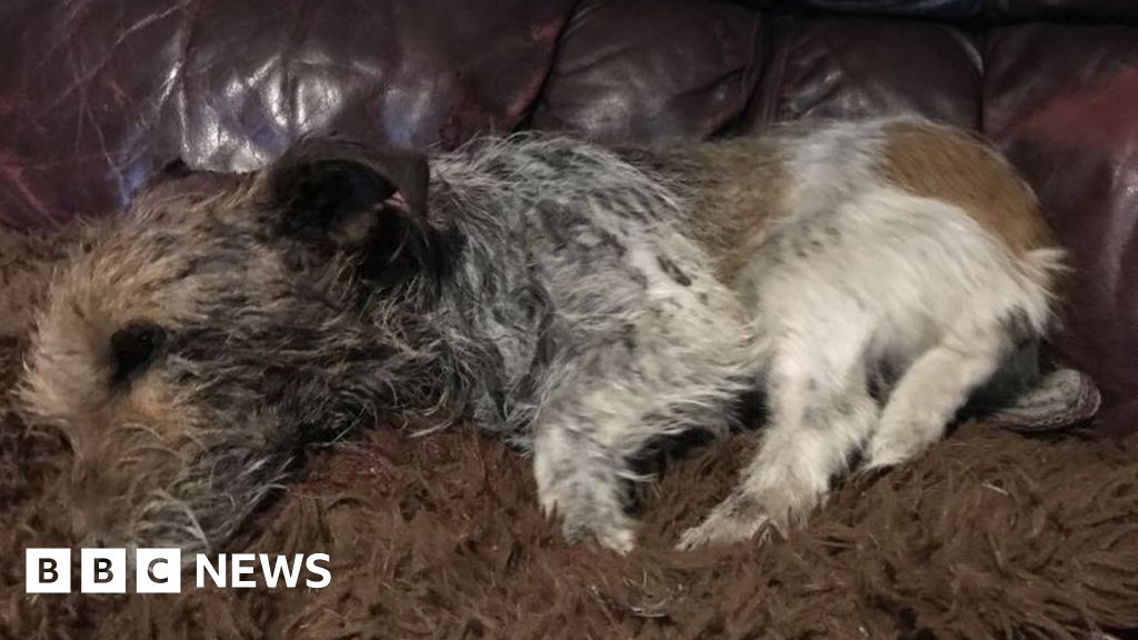 Appeal after dog found 'scalped' in Walsall park BBC News
