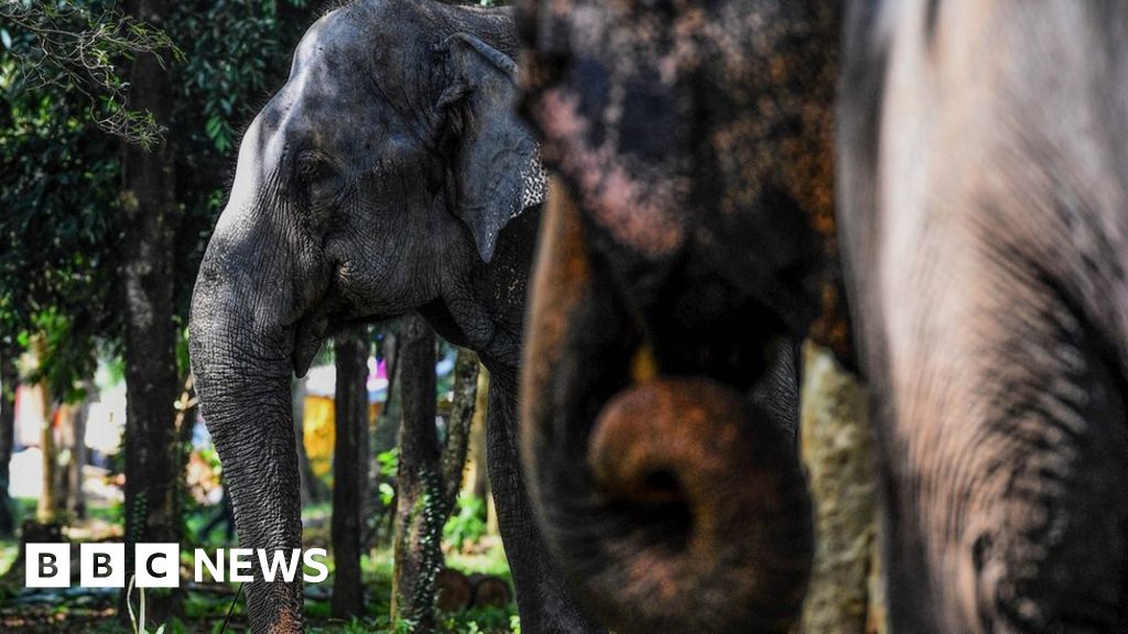 Sri Lanka elephants: 'Record number' of deaths in 2019