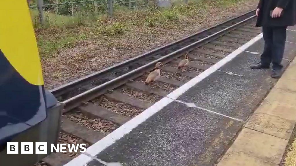 ‘Chaos’ as gaggle of Egyptian geese delays trains