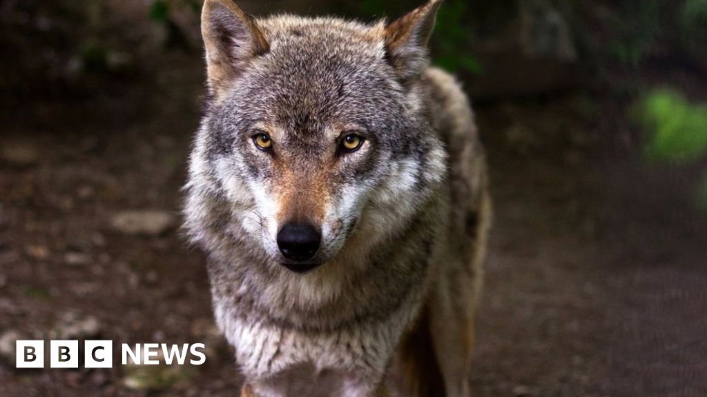 Knettishall Heath Will Not Be Reintroducing Wolves Wildlife Trust Says