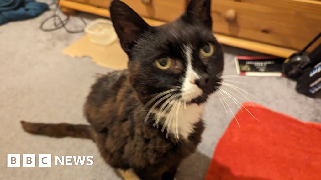 Cat missing for 11 years reunited with owner