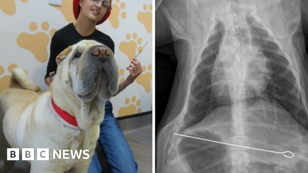 Glasgow dog swallows 8inch metal skewer BBC News