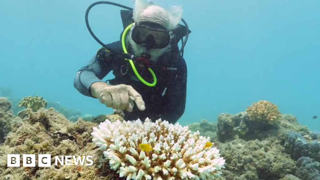 Great Barrier Reef suffers third mass bleaching in five years