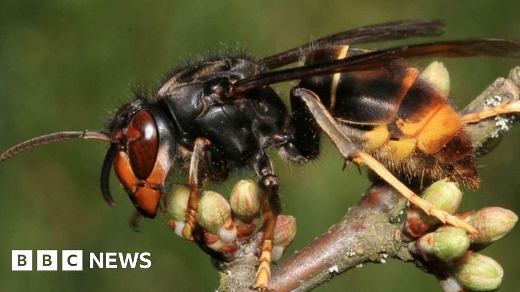 Asian hornet: UK beekeepers on lookout for bee-eater