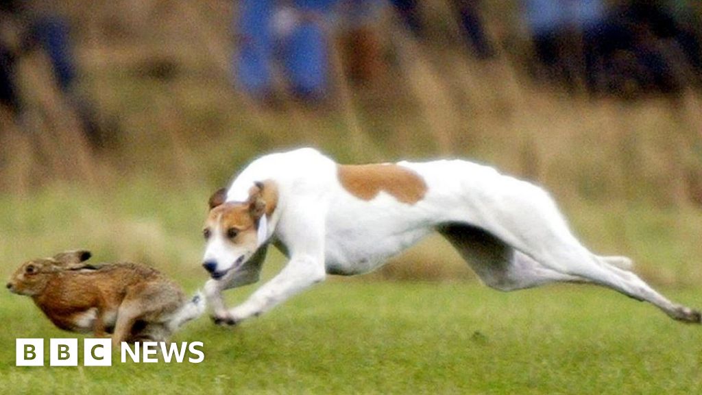 Hare coursing slip leads best sale