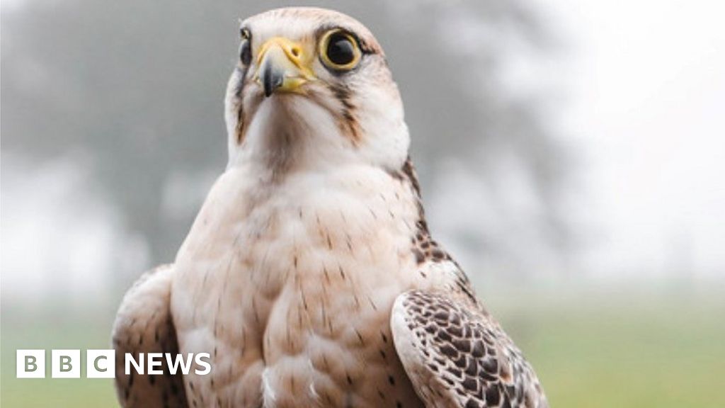 Probe into Southampton Hospital falcon death - BBC News