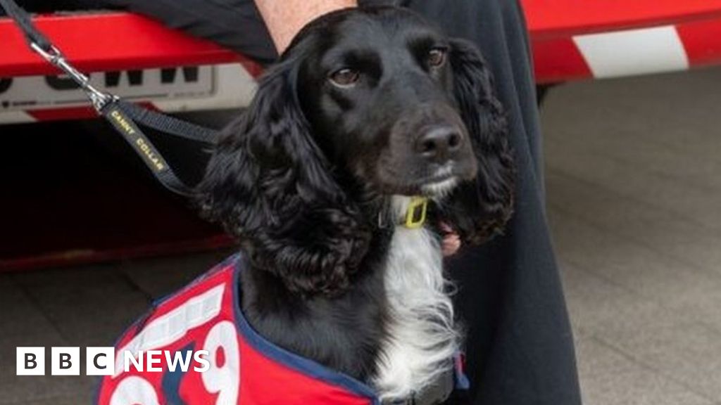 are cocker spaniels good service dogs