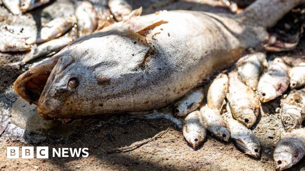 Menindee: Australië begint massale schoonmaakactie voor vissterfte