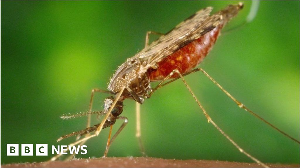 Malaria 'completely stopped' by microbe