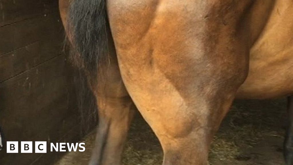 Tailless horse gets hair extensions following public appeal BBC News
