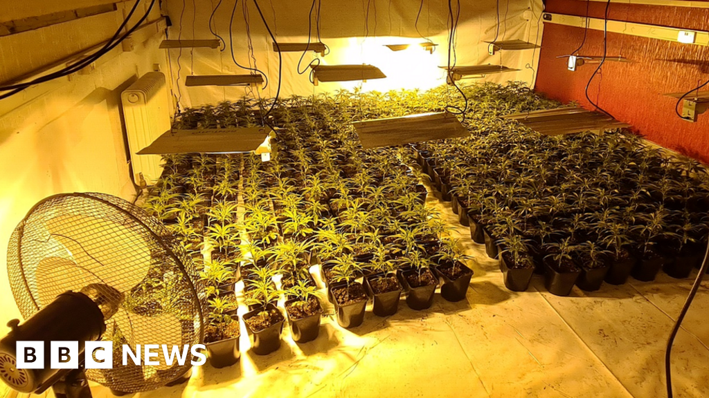 Oldham Arrest After £1 2m Cannabis Farm Found