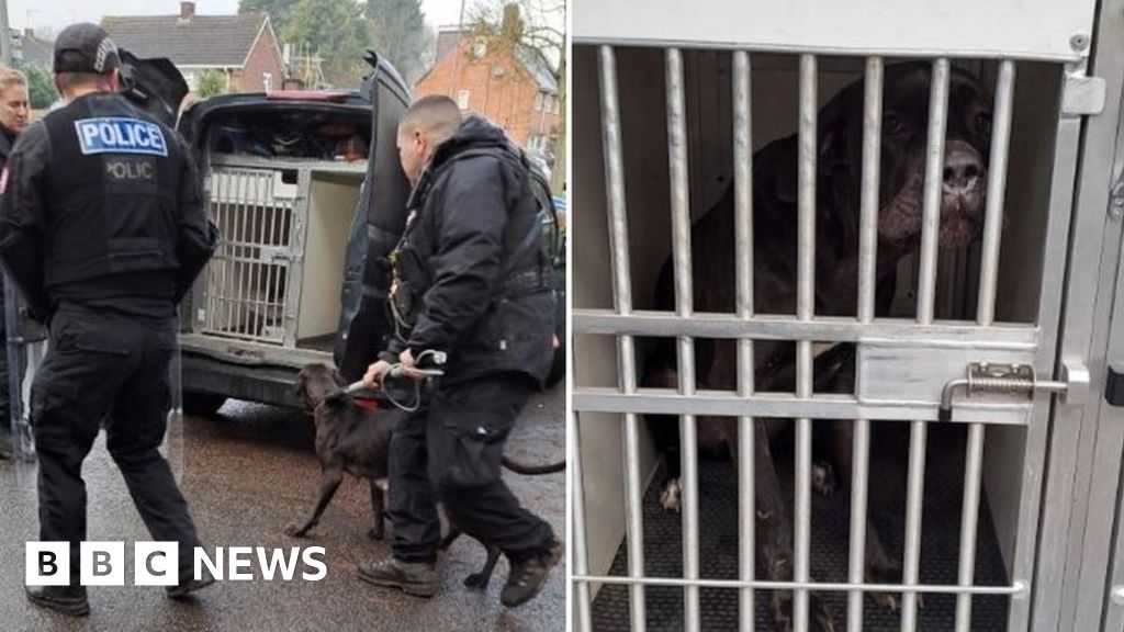 Dogs and puppies seized in Redditch after woman bitten BBC News
