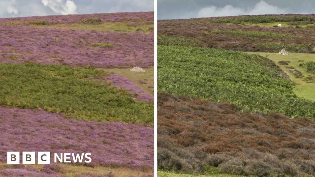 Climate change damaging purple heather: National Trust - BBC News
