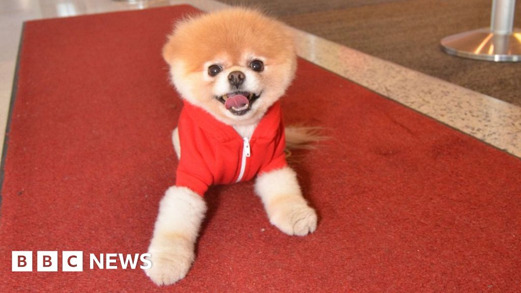 Boo The Pomeranian Dog Dies 'From A Broken Heart' - Bbc News