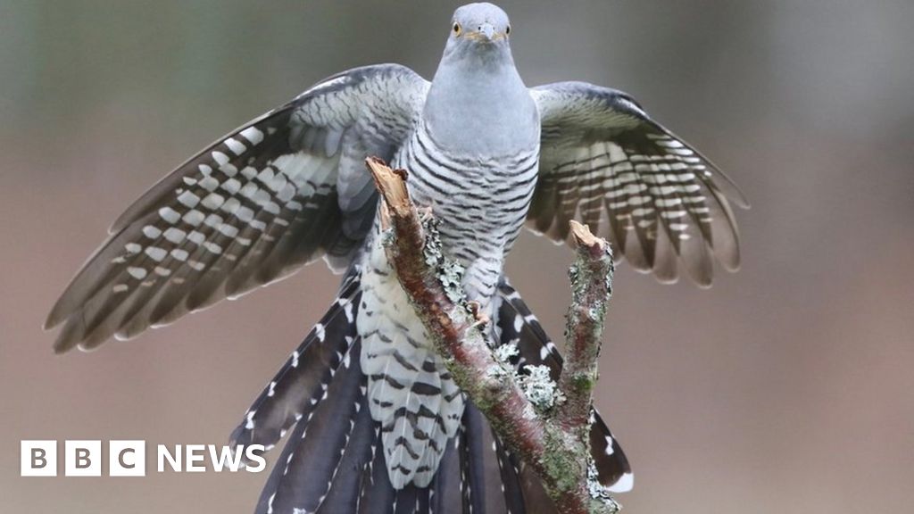 Epic 7,500-mile cuckoo migration wows scientists - BBC News