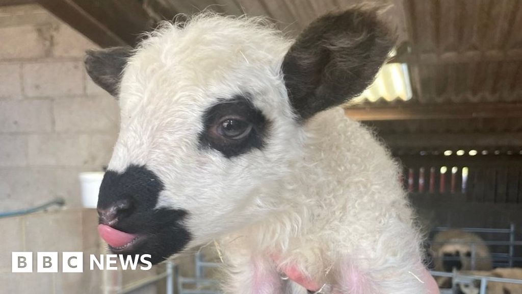 Lamb born with no wool given fluffy fleece - BBC News