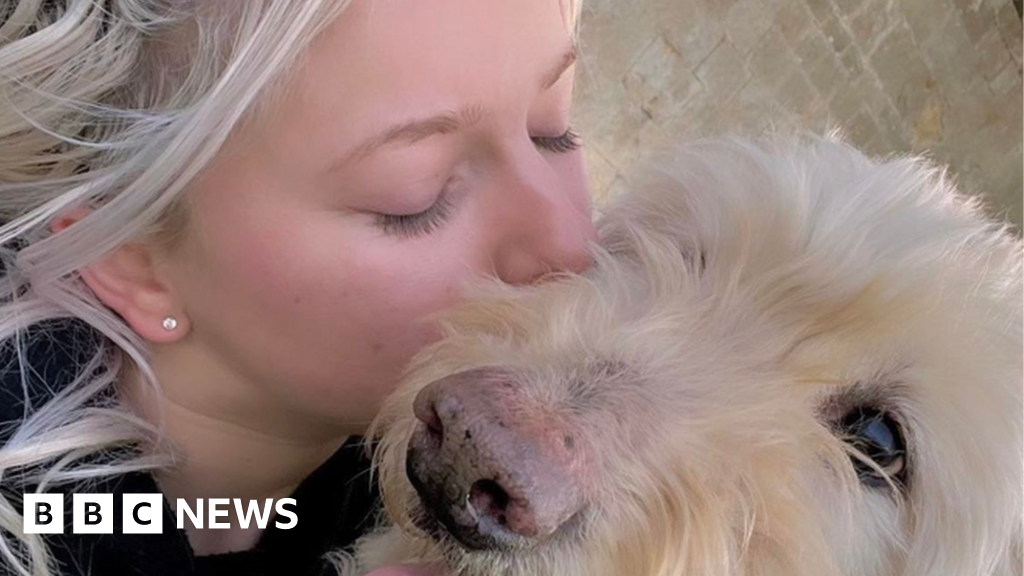 Captivating Dog Seriously Injures Four People West Of Melbourne Design in 4K Captivating Dog Seriously Injures Four People West Of Melbourne Design in 4K