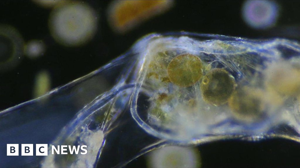 Video captures moment plastic enters food chain Biology Diagrams