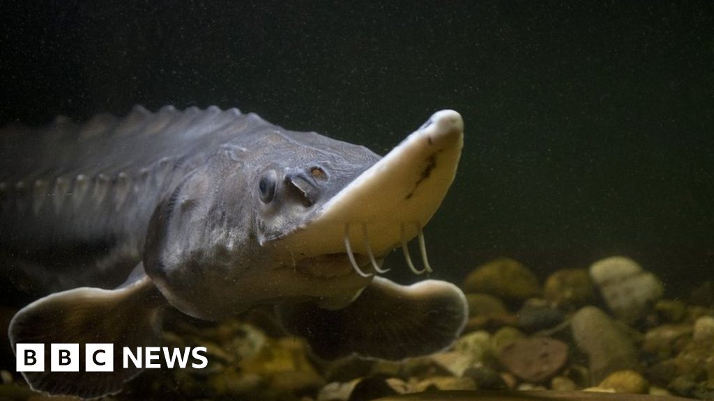 Man photographs 'all' UK freshwater fish species - BBC News