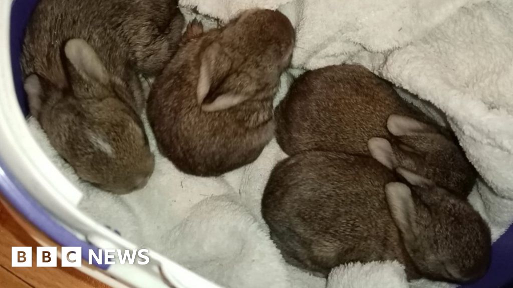 Cambridgeshire Wildlife Care rescues bunnies after nest bulldozed