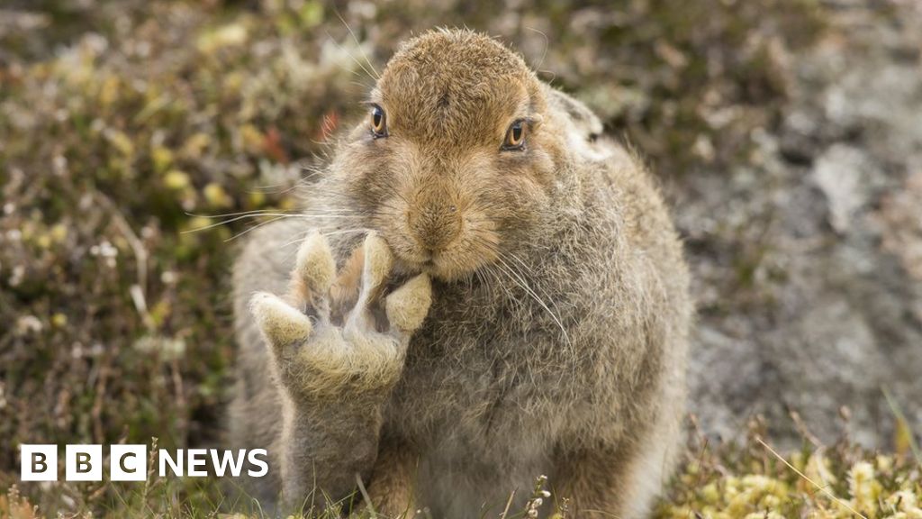 Super funny animals: Cairngorms hare in running for photo award - BBC News