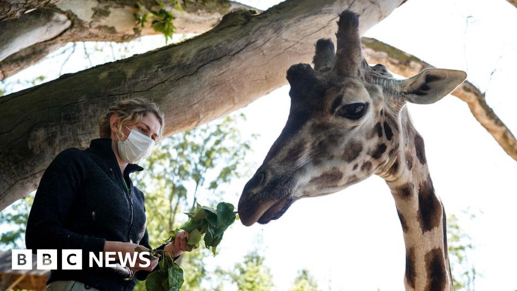 Coronavirus: Dierentuin van België komt weer tot leven na lockdown