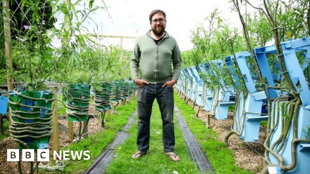 The man who grows trees into chairs BBC News