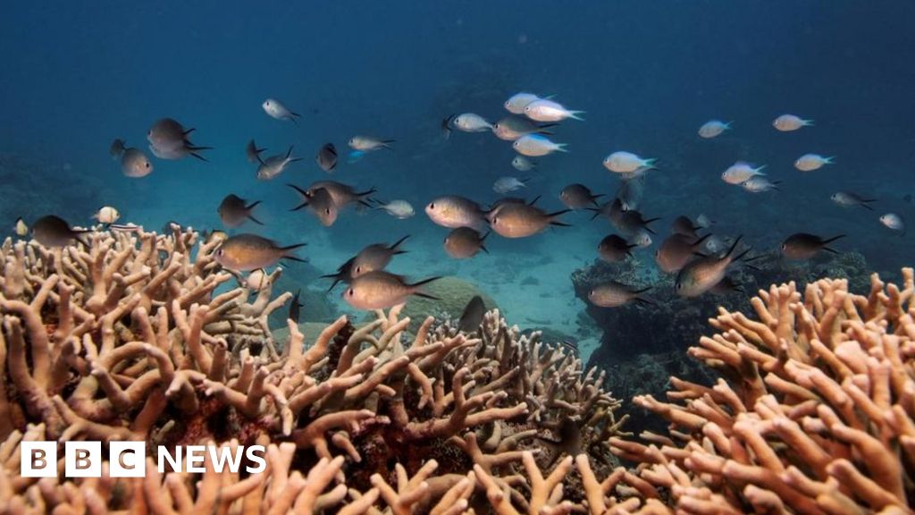 Коралови острови в Австралия са изложени на риск от изчезване