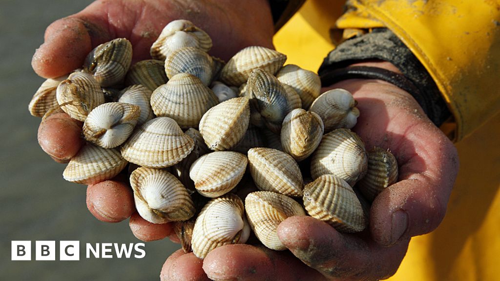 Survey work assesses Solway cockle stocks