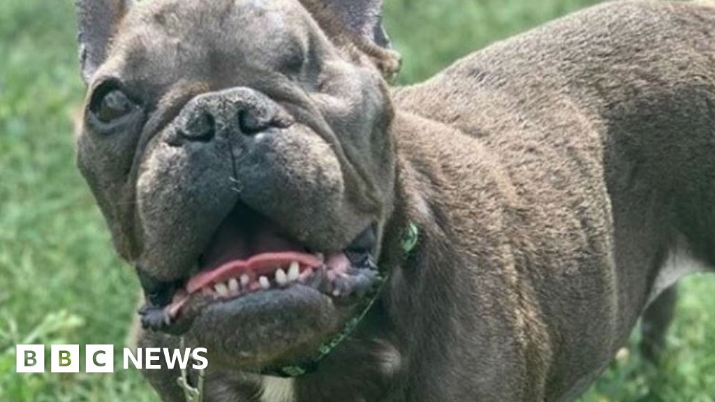 Dozens offer oneeyed French bulldog Ugly Betty new home BBC News
