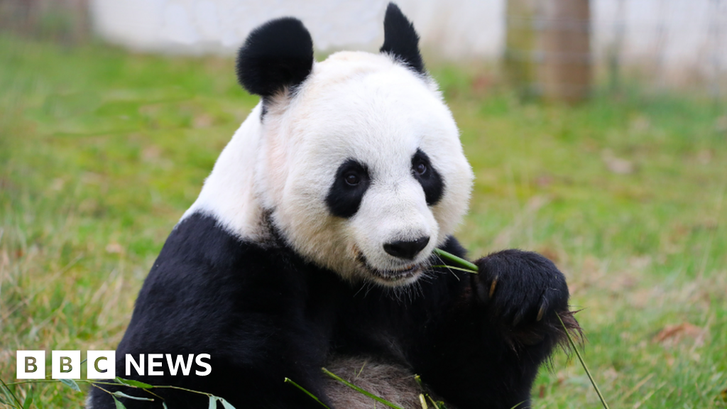 返回中国前最后一次观赏爱丁堡动物园大熊猫的机会