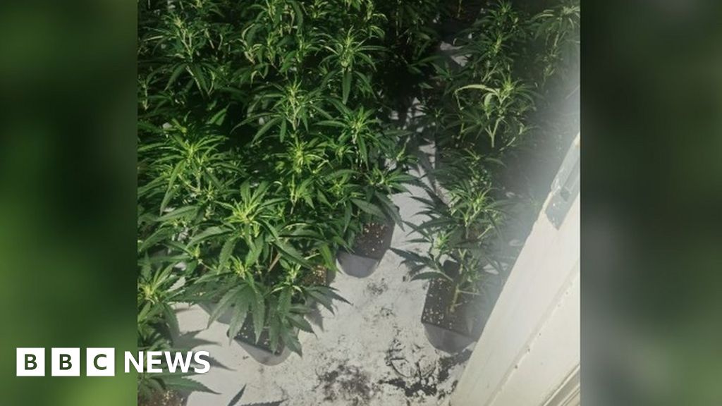 About 1,000 cannabis plants found at Birtley exguest house BBC News