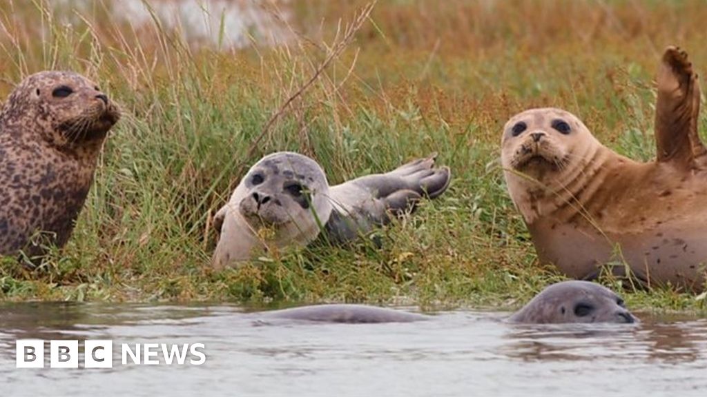 Thames Estuary seals double in number