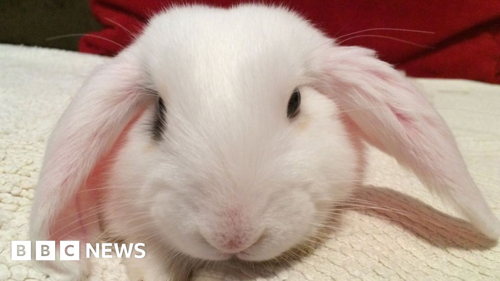 Protect pet rabbits against virus RVHD2, say vets BBC News