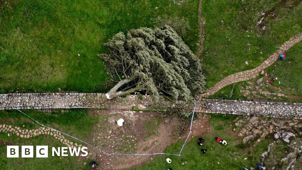 Sycamore Gap: Brian Blessed says cut down tree ‘not dead’