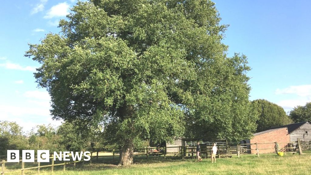 'Forgotten' elm tree set to make a comeback