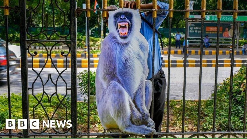 G20: Delhi tries to scare monkeys away from summit