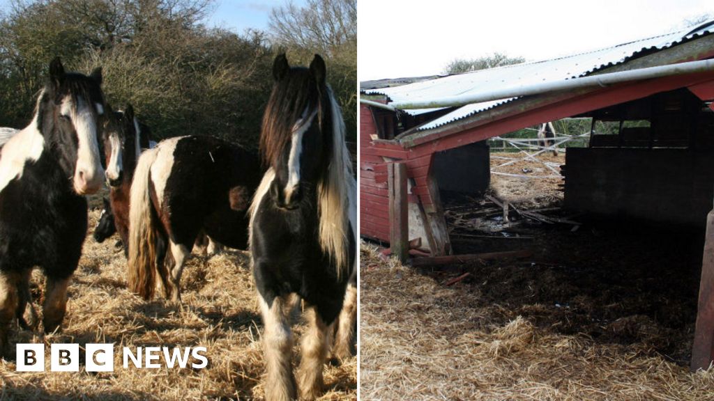 Horse fans gallop to help Norwich Hillside pony shelter fund - BBC News