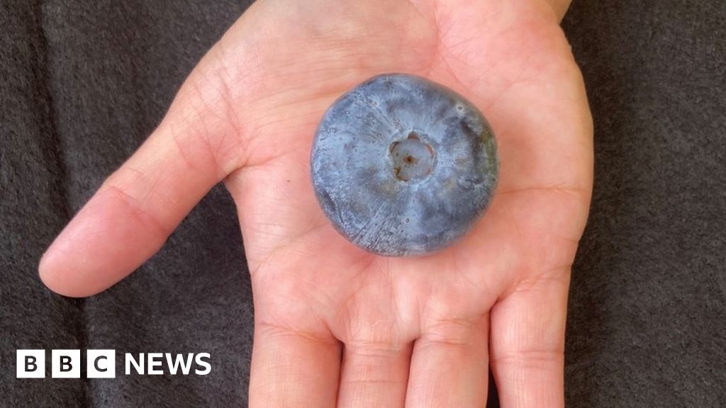 Farm in Australia Cultivates Largest Blueberries in the World
